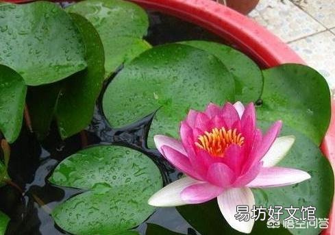 盆栽荷花怎么种?