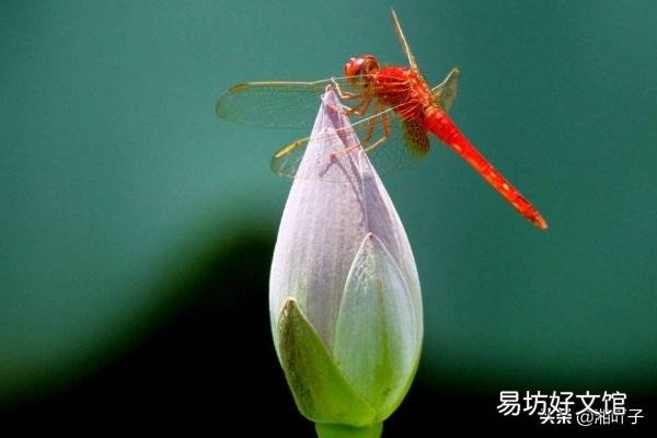 盆栽荷花怎么种?