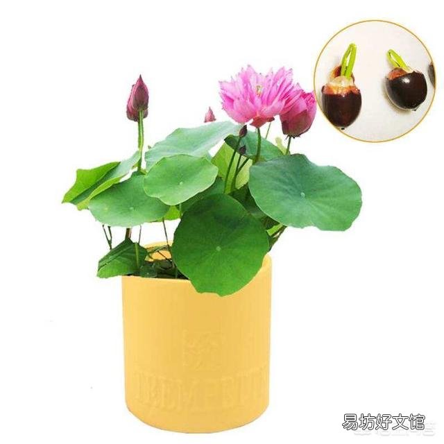 盆栽荷花怎么种?