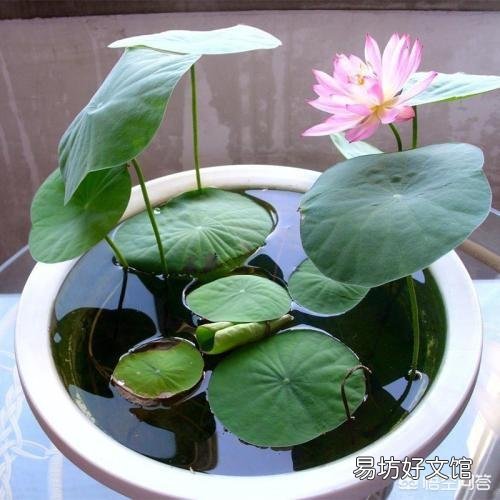 盆栽荷花怎么种?