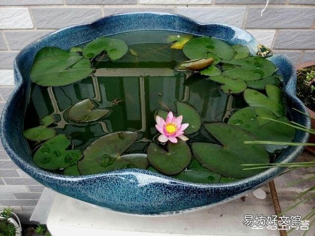 盆栽荷花怎么种?