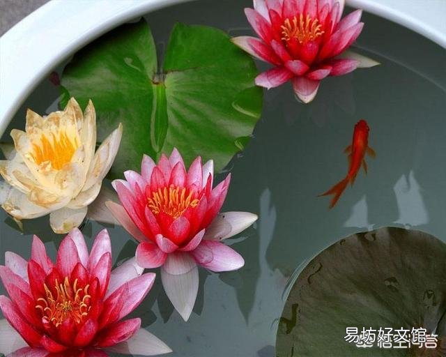 盆栽荷花怎么种?