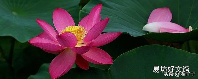盆栽荷花怎么种?