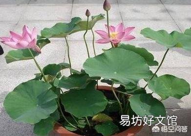 盆栽荷花怎么种?