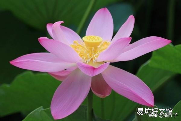 盆栽荷花怎么种?