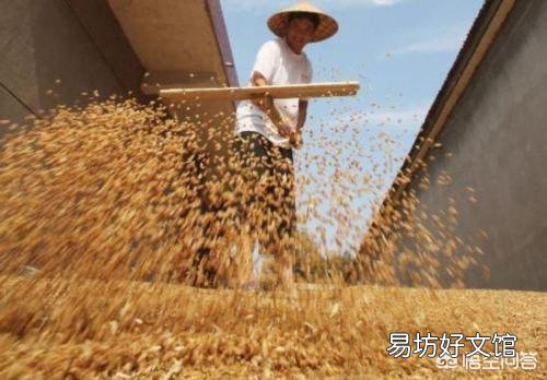 2018年的小麦价格能到什么价位?