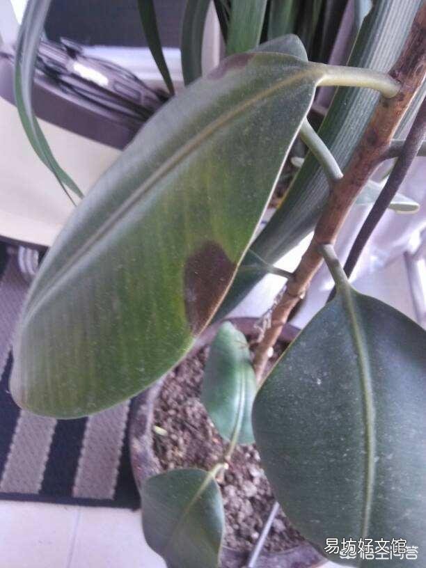 橡皮树叶子软塌下垂，怎么回事？