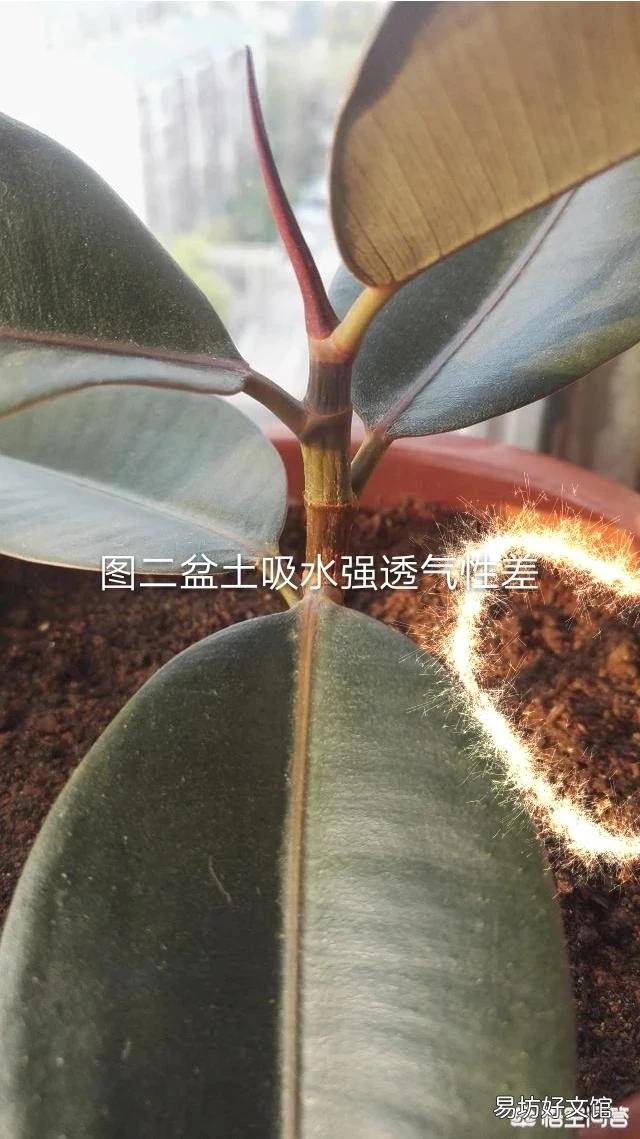 橡皮树叶子软塌下垂，怎么回事？