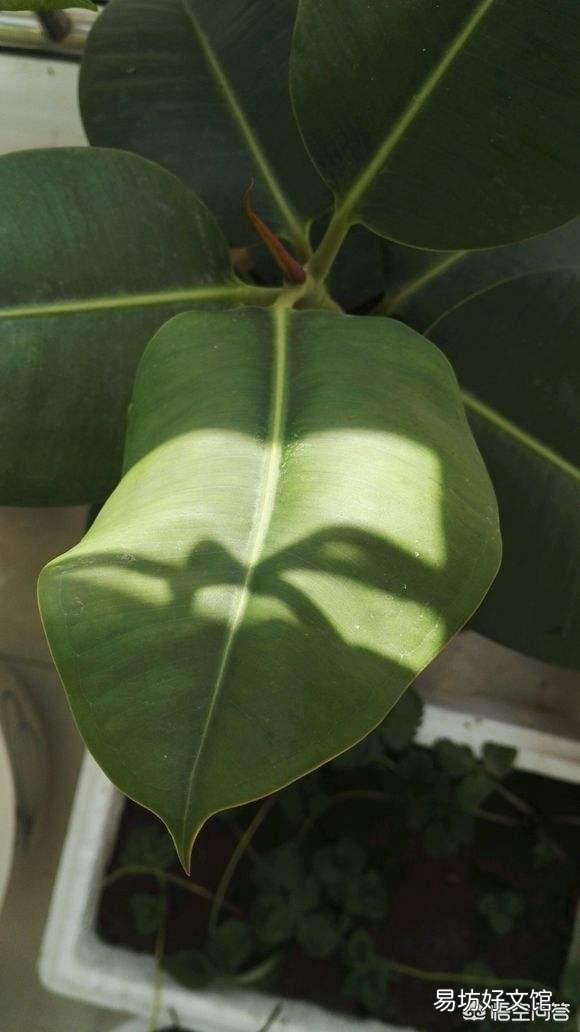 橡皮树叶子软塌下垂，怎么回事？
