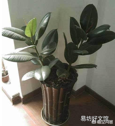 橡皮树叶子软塌下垂，怎么回事？