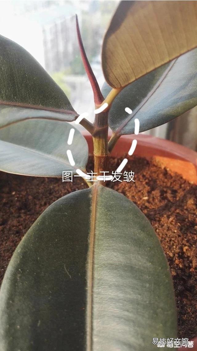 橡皮树叶子软塌下垂，怎么回事？