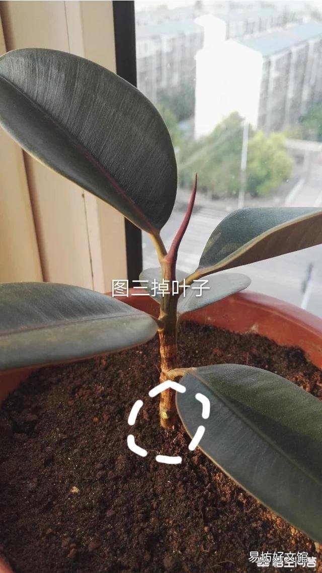 橡皮树叶子软塌下垂，怎么回事？