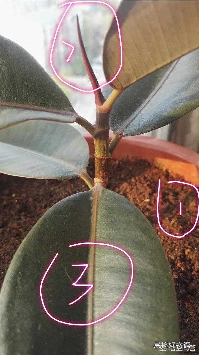 橡皮树叶子软塌下垂，怎么回事？