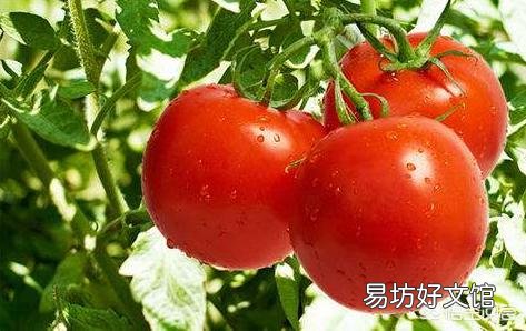 高温暴晒对西红柿有什么影响?