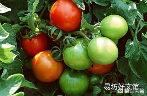 高温暴晒对西红柿有什么影响?