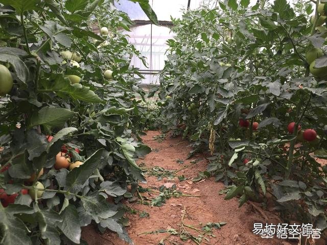 高温暴晒对西红柿有什么影响?