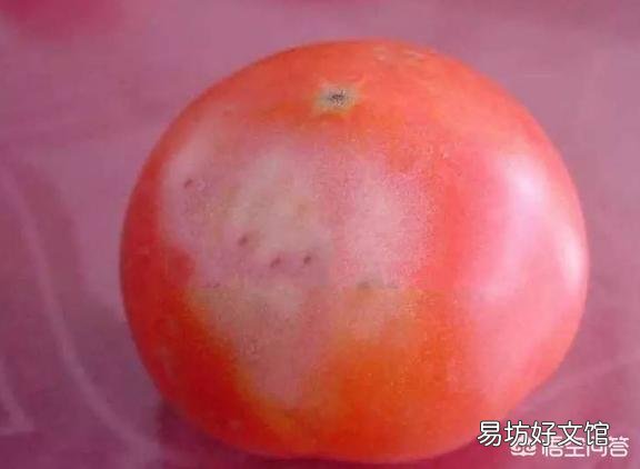 高温暴晒对西红柿有什么影响?