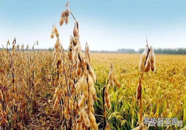 2018年我国大豆的进口量会怎样?你怎么看?