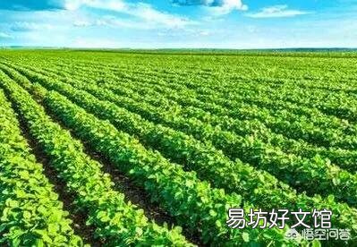 2018年我国大豆的进口量会怎样?你怎么看?