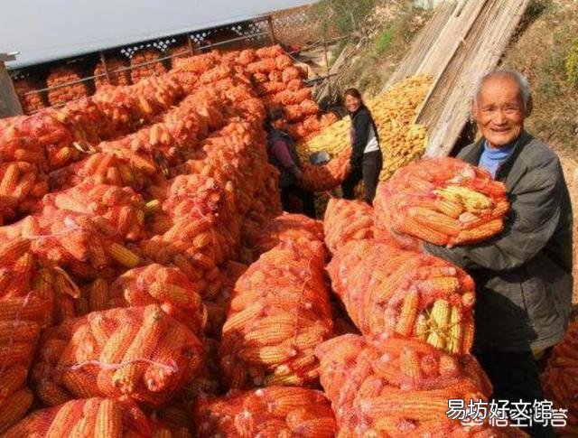 下半年玉米价格会呈现怎样的走势?