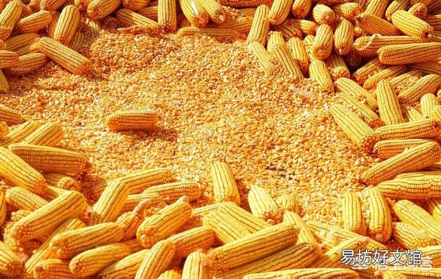 下半年玉米价格会呈现怎样的走势?