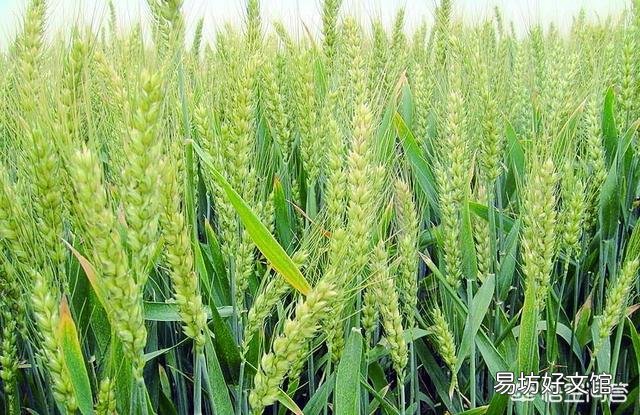 现在麦子的价格是多少？还有上涨的空间吗？