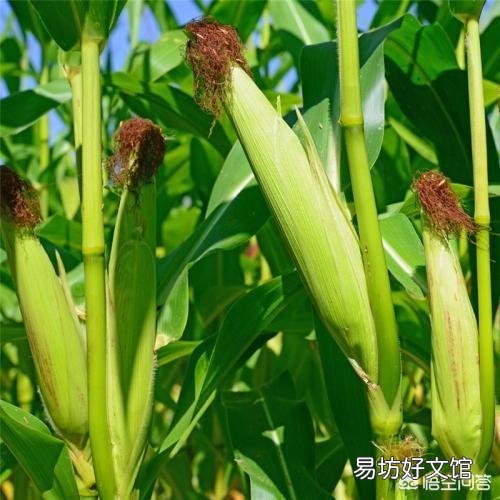 粘玉米种植可以喷红糖和尿素吗,会有什么利弊?