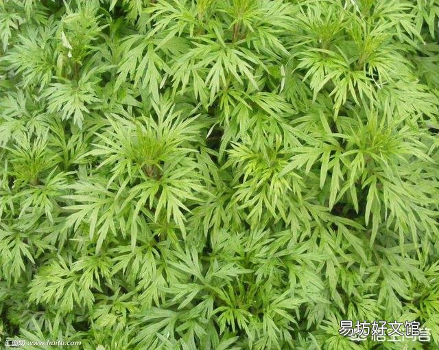粘玉米种植可以喷红糖和尿素吗,会有什么利弊?