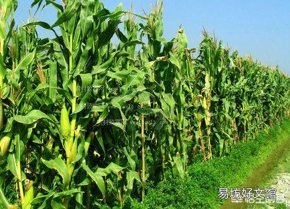 粘玉米种植可以喷红糖和尿素吗,会有什么利弊?