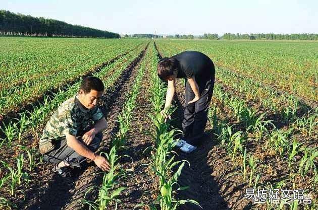 粘玉米种植可以喷红糖和尿素吗,会有什么利弊?