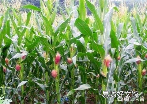 粘玉米种植可以喷红糖和尿素吗,会有什么利弊?