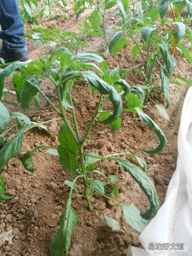 粘玉米种植可以喷红糖和尿素吗,会有什么利弊?