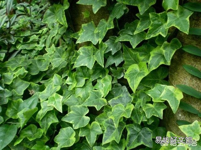 粘玉米种植可以喷红糖和尿素吗,会有什么利弊?