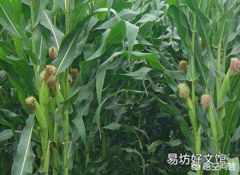 粘玉米种植可以喷红糖和尿素吗,会有什么利弊?