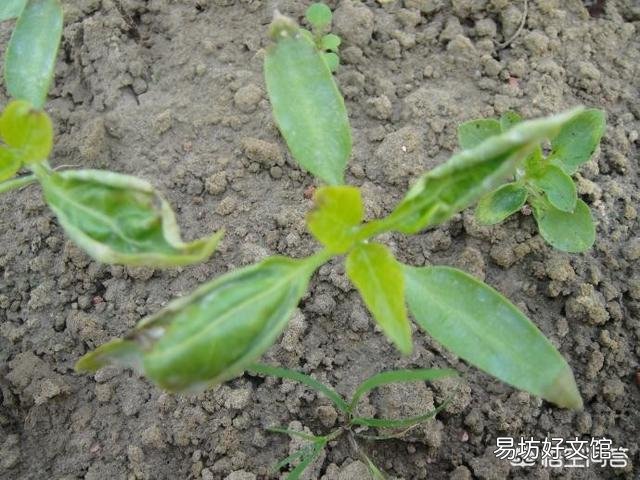 粘玉米种植可以喷红糖和尿素吗,会有什么利弊?