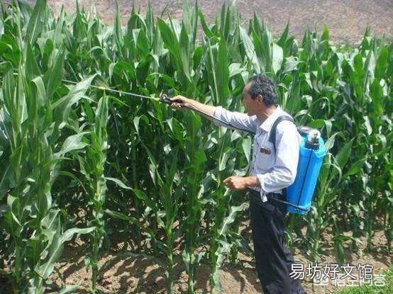 粘玉米种植可以喷红糖和尿素吗,会有什么利弊?