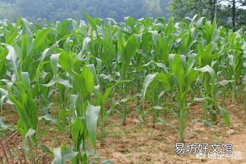 粘玉米种植可以喷红糖和尿素吗,会有什么利弊?