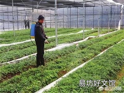 粘玉米种植可以喷红糖和尿素吗,会有什么利弊?