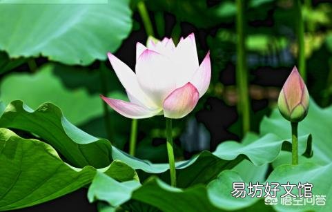 现在莲藕开花结莲子了,采摘莲花莲蓬对莲藕的产量有影响吗?