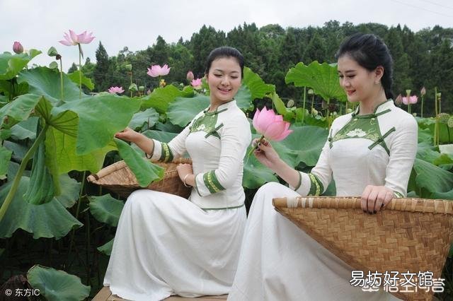 现在莲藕开花结莲子了,采摘莲花莲蓬对莲藕的产量有影响吗?