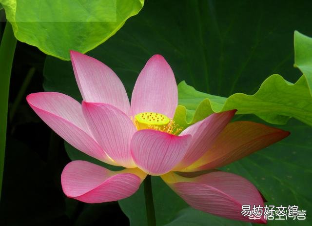 现在莲藕开花结莲子了,采摘莲花莲蓬对莲藕的产量有影响吗?
