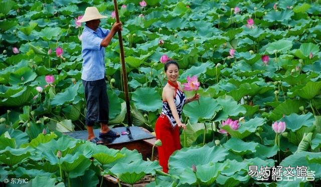 现在莲藕开花结莲子了,采摘莲花莲蓬对莲藕的产量有影响吗?