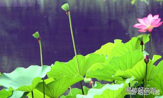 现在莲藕开花结莲子了,采摘莲花莲蓬对莲藕的产量有影响吗?