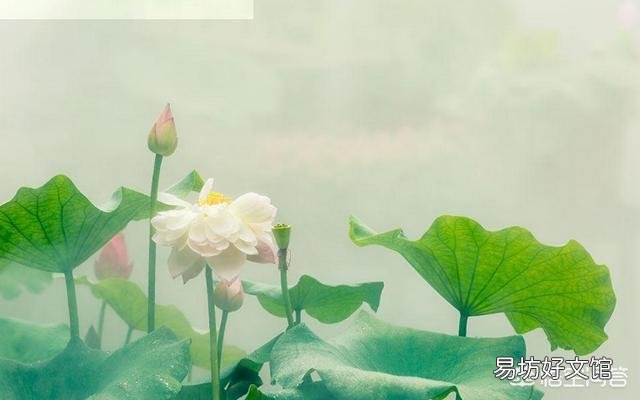 现在莲藕开花结莲子了,采摘莲花莲蓬对莲藕的产量有影响吗?