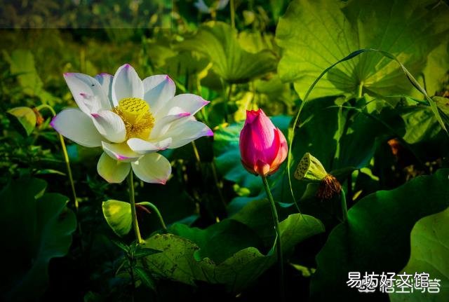 现在莲藕开花结莲子了,采摘莲花莲蓬对莲藕的产量有影响吗?