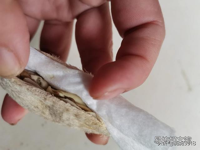 芒果核怎么让它发芽然后种植?