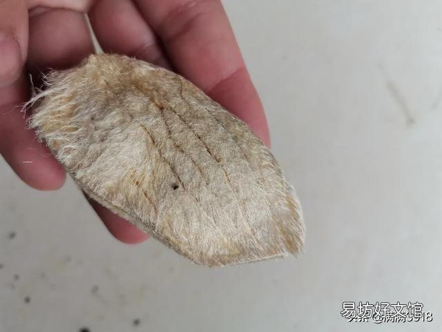 芒果核怎么让它发芽然后种植?