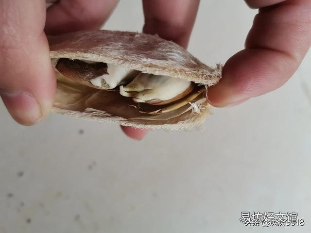芒果核怎么让它发芽然后种植?