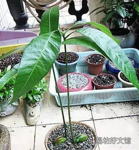 芒果核怎么让它发芽然后种植?