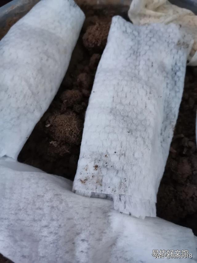 芒果核怎么让它发芽然后种植?